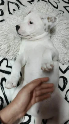 Labrador kříženi stafordširský teriér