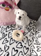 Labrador kříženi stafordširský teriér