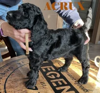 PUDL KRÁLOVSKÝ / VELKÝ štěňátka s PP