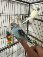 Pár andulek + vybavená velká klec