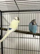 Pár andulek + vybavená velká klec