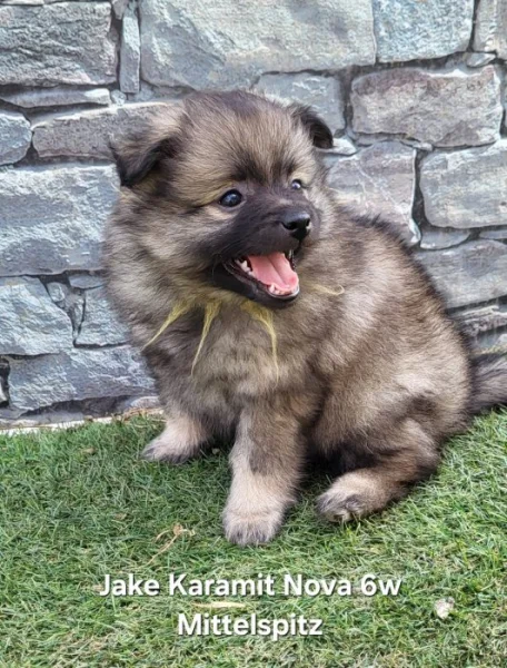 Německý špic střední štěňátka s PP FCI