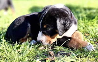 Appenzellský salašnický pes