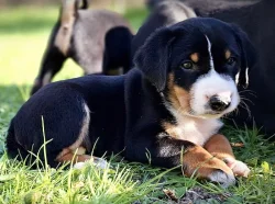 Appenzellský salašnický pes