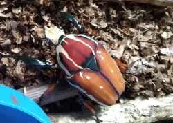 Nabídka larev na Faunatrhy Ostrava 26.4.2026