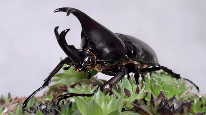 Nabídka larev na Faunatrhy Ostrava 26.4.2026