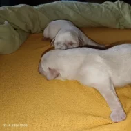 Labrador štěňátka s PP