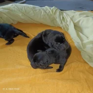 Labrador štěňátka s PP