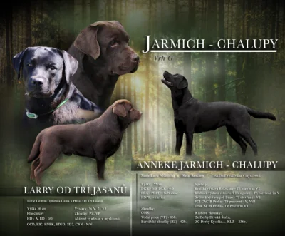 Labrador štěňátka s PP