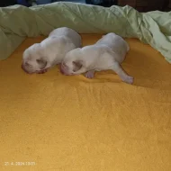 Labrador štěňátka s PP