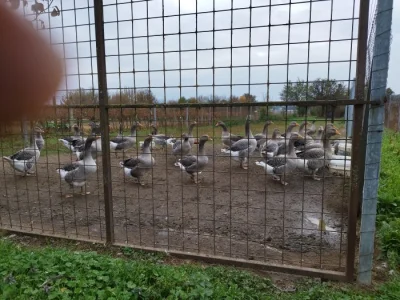 Nabízím housata landeská.