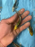 Koi závojový Butterfly Koi