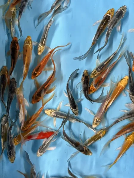 Koi závojový Butterfly Koi