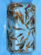 Koi závojový Butterfly Koi