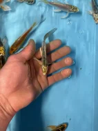 Koi závojový Butterfly Koi