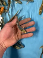 Koi závojový Butterfly Koi