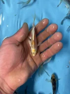 Koi závojový Butterfly Koi