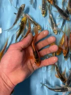 Koi závojový Butterfly Koi