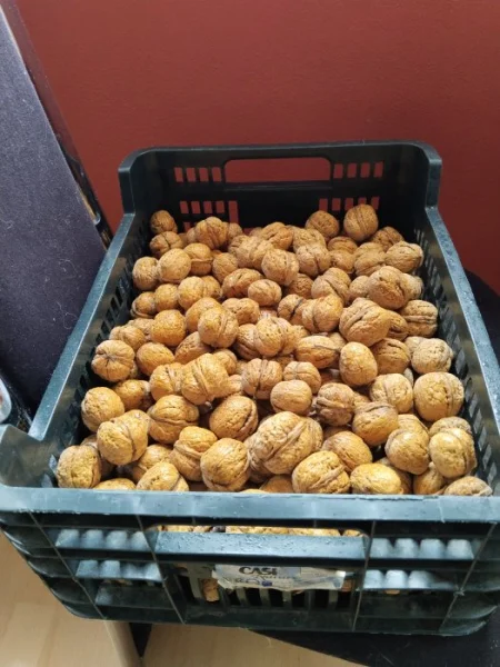 Vlašské a lískové ořechy neloupané