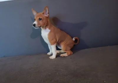 Basenji - prodám štěňata bez pp