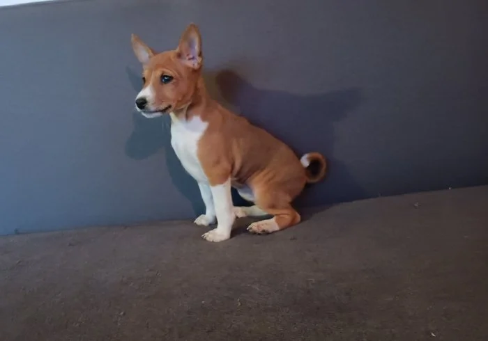 Basenji - prodám štěňata bez pp