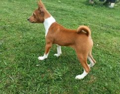 Basenji - prodám štěňata bez pp