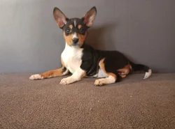 Basenji - prodám štěňata bez pp