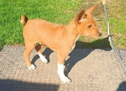 Basenji - prodám štěňata bez pp