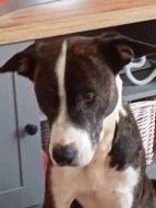 Americký stafordšírský teriér