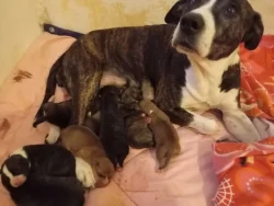 Americký stafordšírský teriér