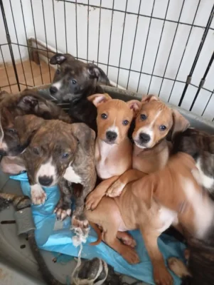 Americký stafordšírský teriér