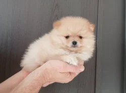 Pomeranian