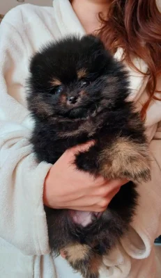 Pomeranian
