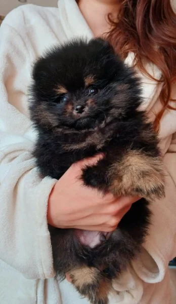 Pomeranian