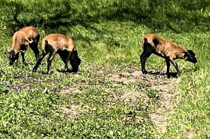 Prodám jehňata ovce kamerunské