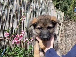 Německý ovčák s PP