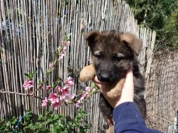 Německý ovčák s PP