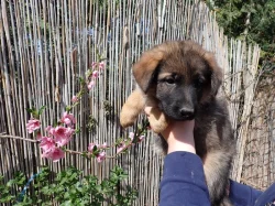 Německý ovčák s PP