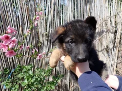 Německý ovčák s PP