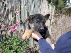 Německý ovčák s PP