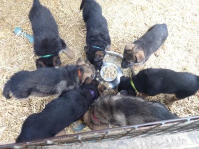 Německý ovčák s PP