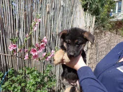 Německý ovčák s PP