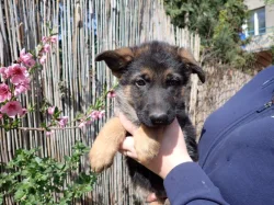 Německý ovčák s PP