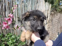 Německý ovčák s PP