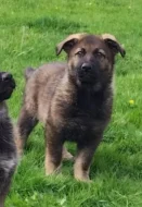 Německý ovčák - štěňata s PP