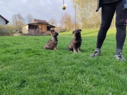 Německý ovčák - štěňata s PP