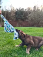 Německý ovčák - štěňata s PP