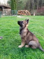 Německý ovčák - štěňata s PP