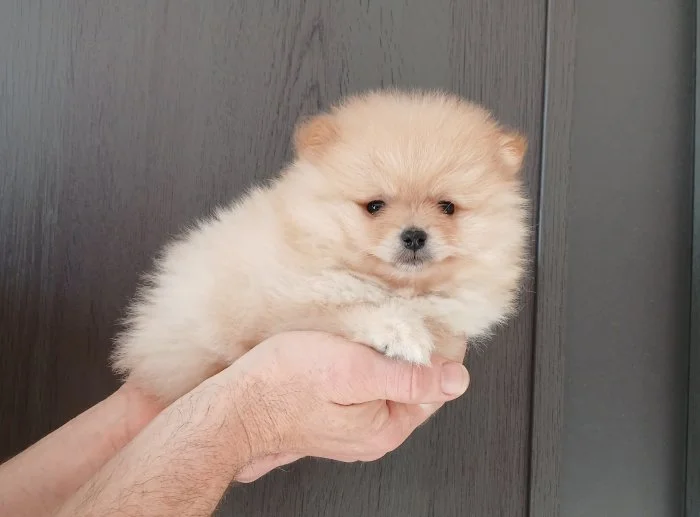 Pomeranian holčička