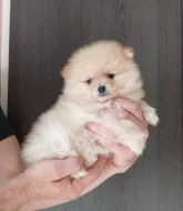 Pomeranian holčička